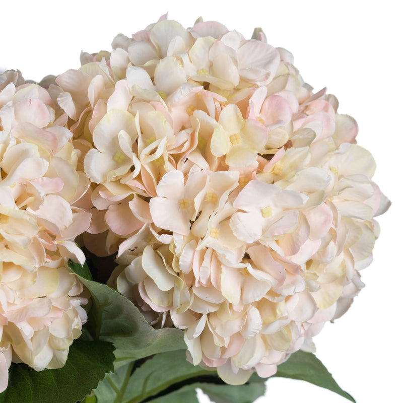 Peach Blush Harmony Hydrangea