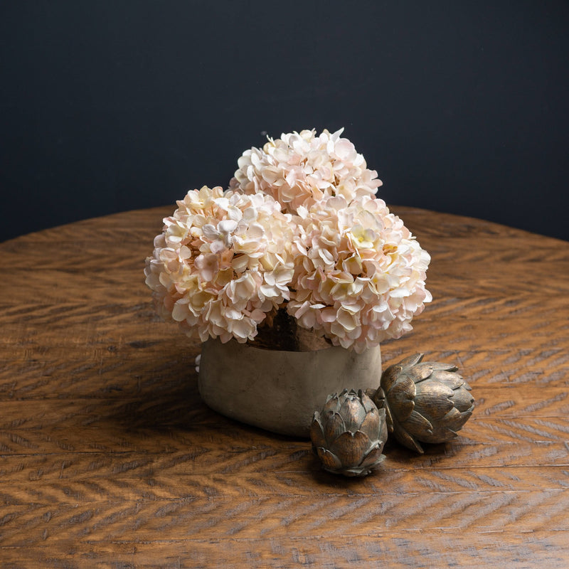 Peach Blush Harmony Hydrangea